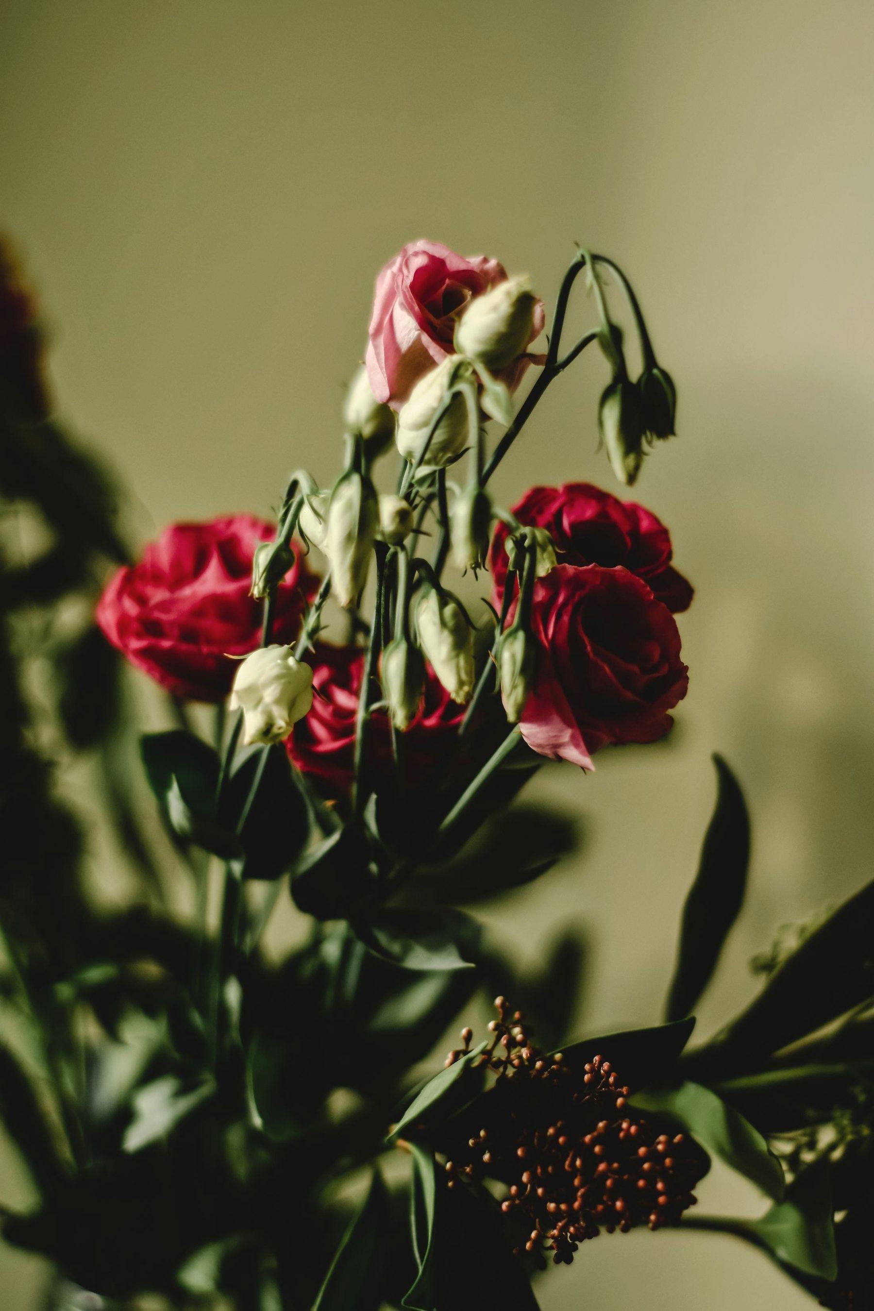 Deep burgundy roses against a soft green wall
