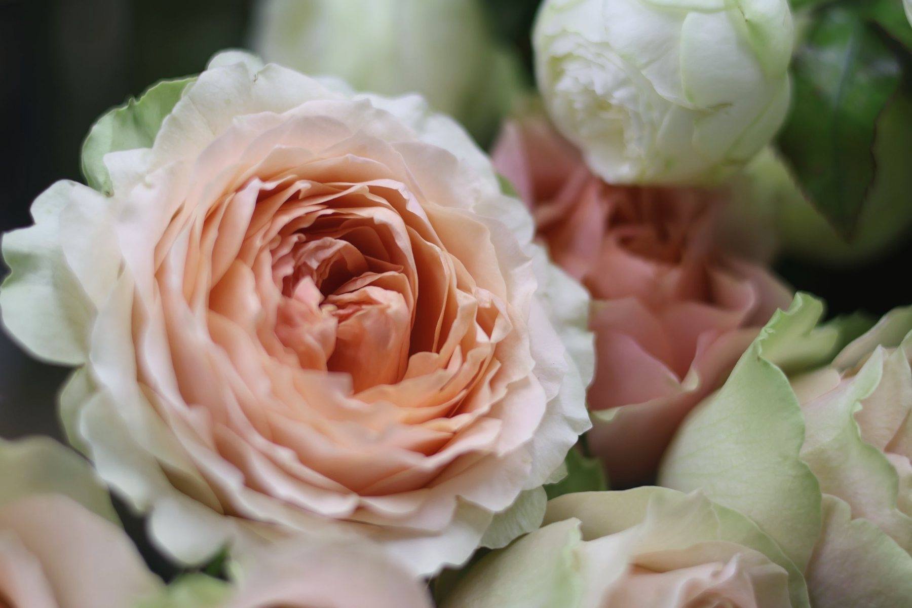 Close-up of a soft peach garden rose
